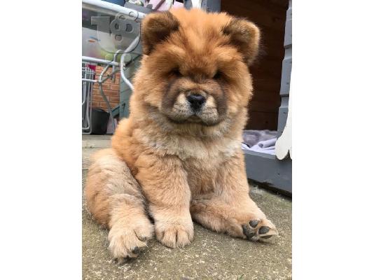 PoulaTo: Διατίθενται κουτάβια Chow Chow.